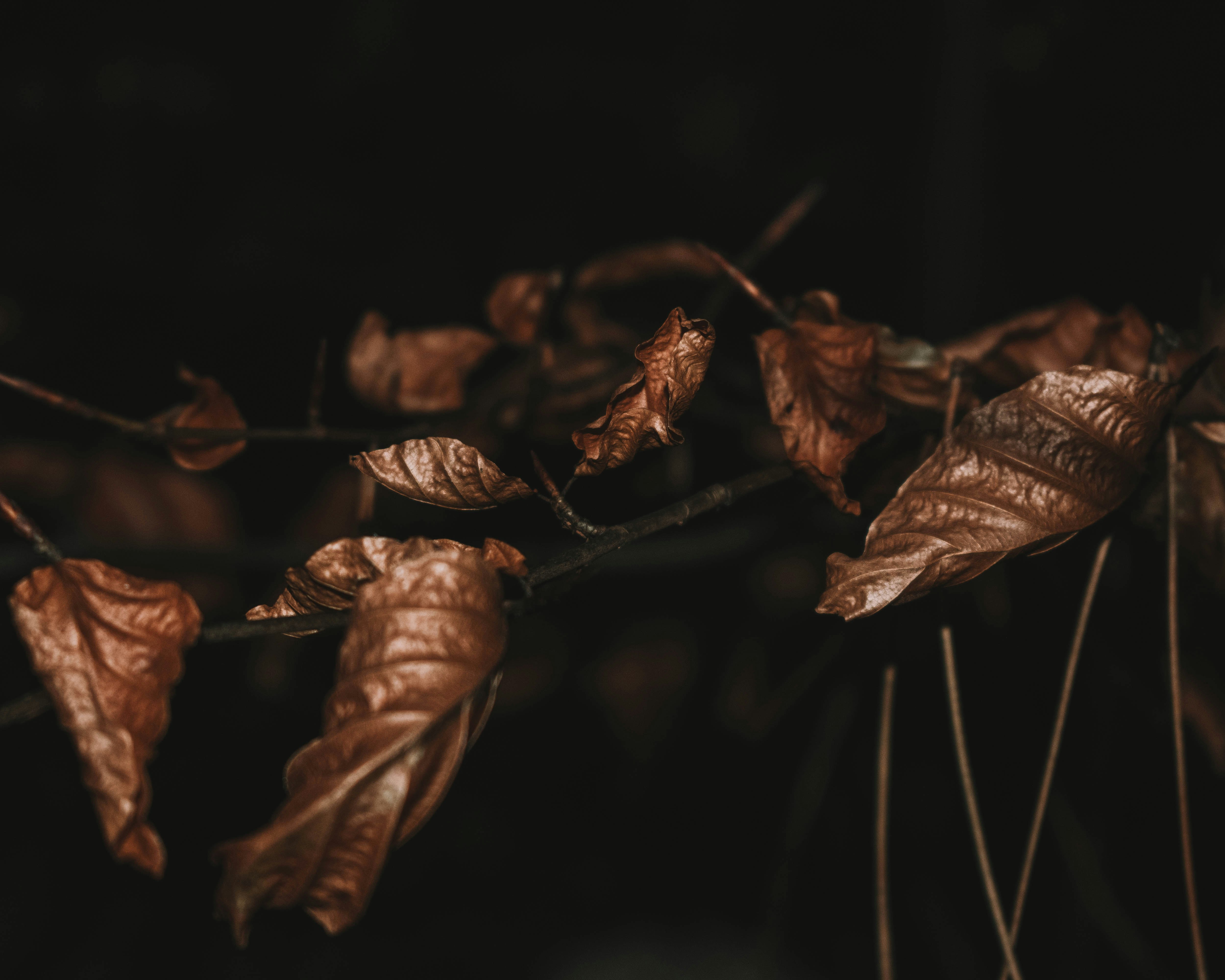selective focus photo of dried leaves